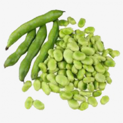 Green Beans, Green, Full, Broad Bean PNG Image and Clipart for Free ...