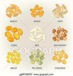 Vector Clipart - Bean and grains of seasonal plant, seed ...