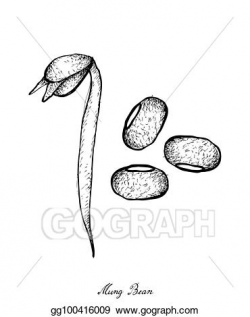 Vector Illustration - Hand drawn of mung beans and bean sprout. EPS ...
