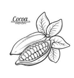 Vector Clipart of cocoa beans - engraved illustration of leaves ...