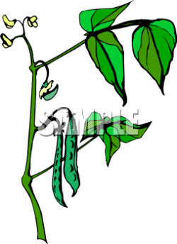 Clipart Picture Of Green Beans Growing On A Plant - foodclipart.com