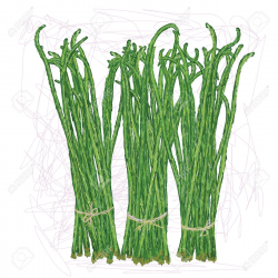 Smart Idea Green Beans Clipart Royalty Free Image - cilpart