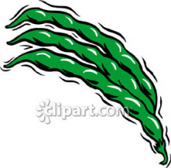 Green Beans - Royalty Free Clipart Picture