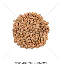 Bean clipart lentil - Pencil and in color bean clipart lentil