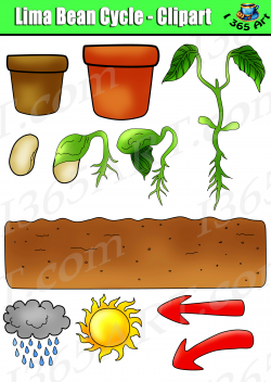 Plant Life Cycle Clipart - Lima Bean Set Bundle Graphics Commercial-Use
