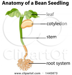 Anatomy Of Lima Bean Beans Clipart Seedling Pencil And In Color ...