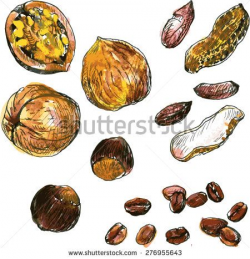 stock-vector-set-of-watercolor-drawing-nuts-peanuts-walnuts ...
