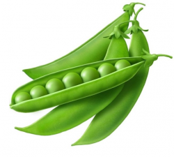 28+ Collection of Peas Clipart | High quality, free cliparts ...