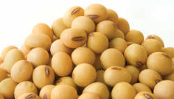 Soybean Seed PNG Transparent Soybean Seed.PNG Images. | PlusPNG