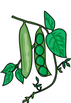 string bean clipart | Clipart Panda - Free Clipart Images
