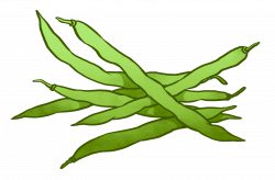 String Beans Drawing at GetDrawings.com | Free for personal use ...