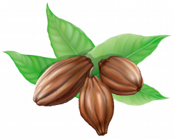 Cocoa Beans PNG Clipart Picture | Gallery Yopriceville - High ...
