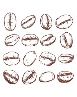 Coffee bean Isolated Hand drawn vector. Hand drawn Coffee vector ...