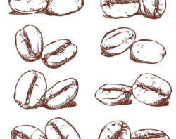 80% Off Sale Coffee bean Isolated Hand drawn vector. Hand