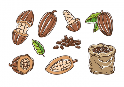 Cocoa Bean clipart bean seed - Pencil and in color cocoa bean ...