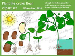 Plant life cycle: Bean clipart set