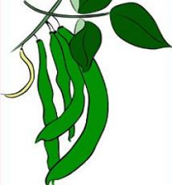Free Green Beans Plants Clipart
