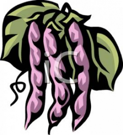 Clip Art Image: Purple Bean Pods Hanging on the Vine
