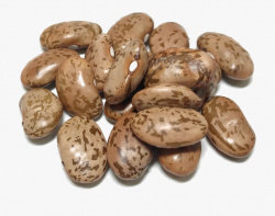 Dry Beans Png Transparent Images Pluspng Shady - Transparent ...