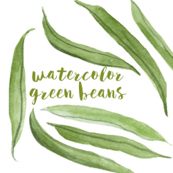 Watercolor Green Beans Green Bean Clip Art Bean Clipart