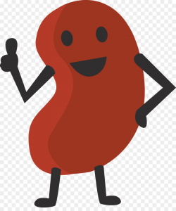 Kidney bean Cartoon Clip art - kidney png download - 1735*2048 ...