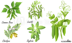 Legume plants (common bean. soybean, lentil, pea, chickpea ). Set of ...