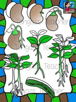 Lima Bean Plant Life Cycle Clipart | Bean plant, Life science and ...