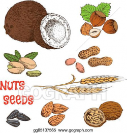 EPS Vector - Nuts, seeds, beans and cereal sketch symbol . Stock ...