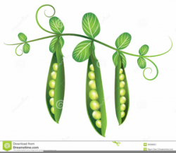 Green Bean Vine Clipart | Free Images at Clker.com - vector clip art ...