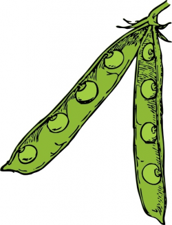 Pea Pod clip art Free vector in Open office drawing svg ( .svg ...