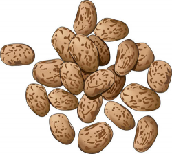 Pinto Beans Cliparts Free Download Clip Art - carwad.net