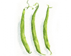 Green beans print | Etsy