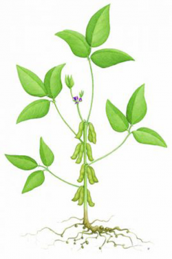 Diagram of soybean plants | Diagram of soybean for crop illu… | Flickr