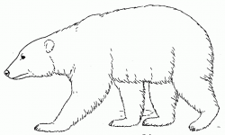 Polar Bear Drawing at GetDrawings.com | Free for personal use Polar ...
