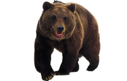 pretty-grizzly-bear-clipart-standing-bear-clipart-free-clipart -images-2-clipartix-grizzly-bear-clipart.jpg