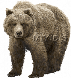 Free Bear Clip Art | Grizzly Bear, Silvertip Bear | clipart ...