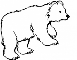 Baby Polar Bear Drawing at GetDrawings.com | Free for personal use ...