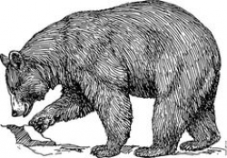 American Black Bear Clipart Animal Line Art Drawing Instant Download ...