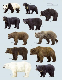 Poster of the 8 bear species: Top L to R panda, sun bear, sloth bear ...