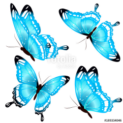 beautiful blue butterflies, isolated on a white