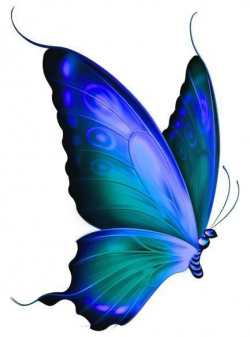 14 best Mariposas images on Pinterest | Butterflies, Beautiful ...