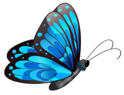 21 best Butterflies-beautiful Blue images on Pinterest | Image ...