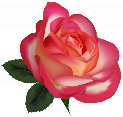 Beautiful Rose PNG Clipart Image - Best WEB Clipart
