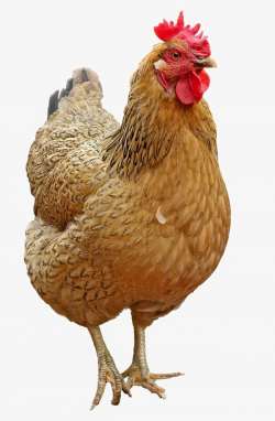 Lovely Hen, Hen Clipart, Hen Species PNG Transparent Image ...