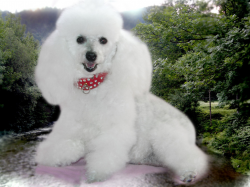32 Very Beautiful White Poodle Dog Photos And Pictures