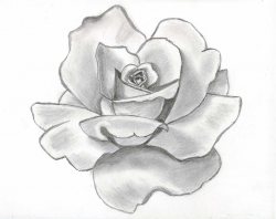 Pretty Flower Sketches Beautiful Flower Drawing Pretty Drawings Of ...