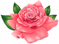 Pink Beautiful Rose PNG Clipart Image | Gallery Yopriceville - High ...