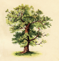 Antique Clip Art - Beautiful Tree - The Graphics Fairy