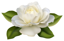 Beautiful White Rose with Leaves PNG Image | Gallery Yopriceville ...