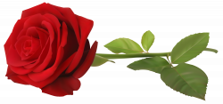 Red Rose with Stem Transparent PNG Clip Art Image | Gallery ...